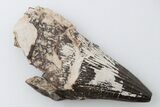 1.37" Polycotylid Plesiosaur Tooth - Asfla, Morocco - #196706-1